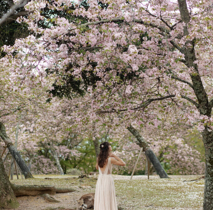 Sous les cerisiers en fleurs
